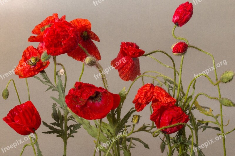 Flowers Poppy Flower Klatschmohn Poppy Red