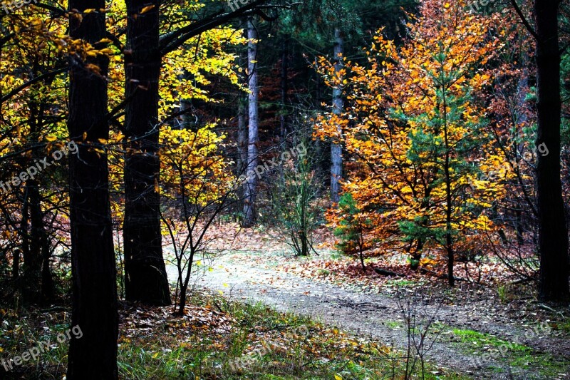 Autumn Autumn Colours Fall Foliage Trees Fall Color