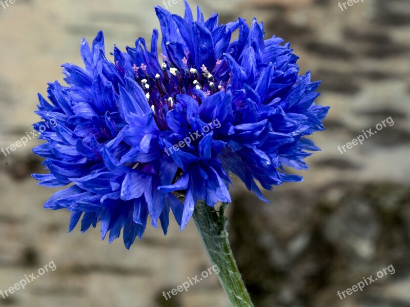 Flowers Cornflower Blue Macro Free Photos