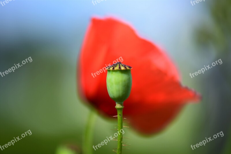 Poppy Capsule Spiny Macro Close Up Prickly