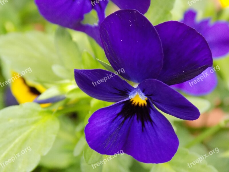 400–500 Violaceae Violet Pansy Free Photos