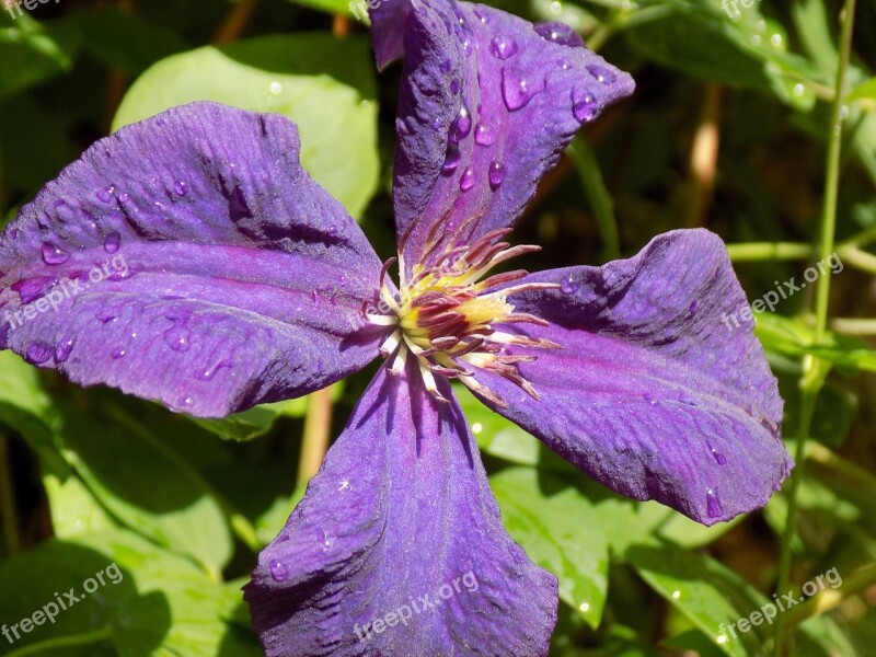 Clematis Ranunculaceae Violet Free Photos