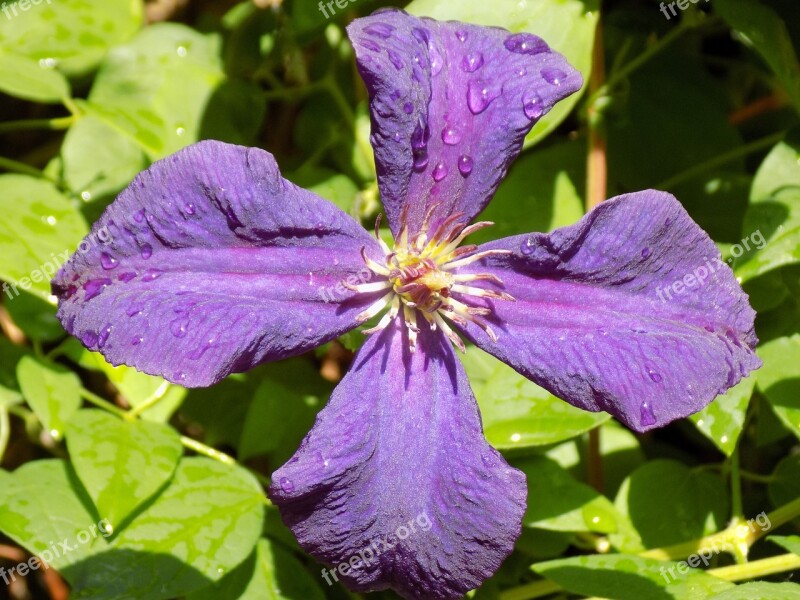 Clematis Ranunculaceae Violet Free Photos