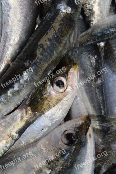 Fish Sardines European Sardine Fang Fishing