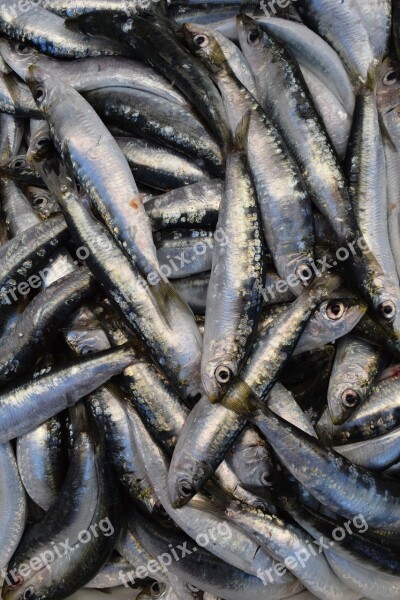 Fish Sardines European Sardine Fang Fresh