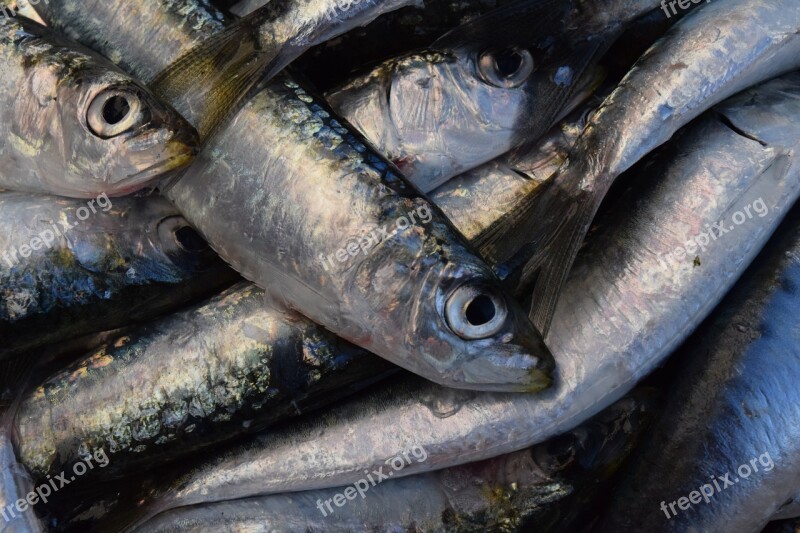 Sardines Fish Fresh Silver Close Up