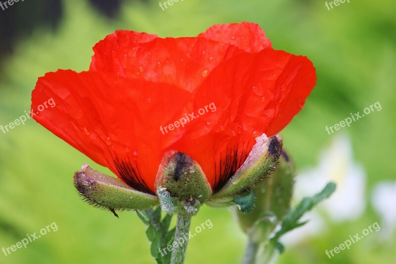 Poppy Red Large Wet Flower