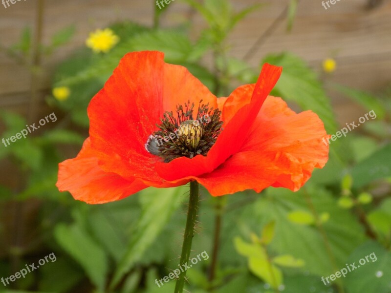 Poppy Garden Blossom Bloom Red