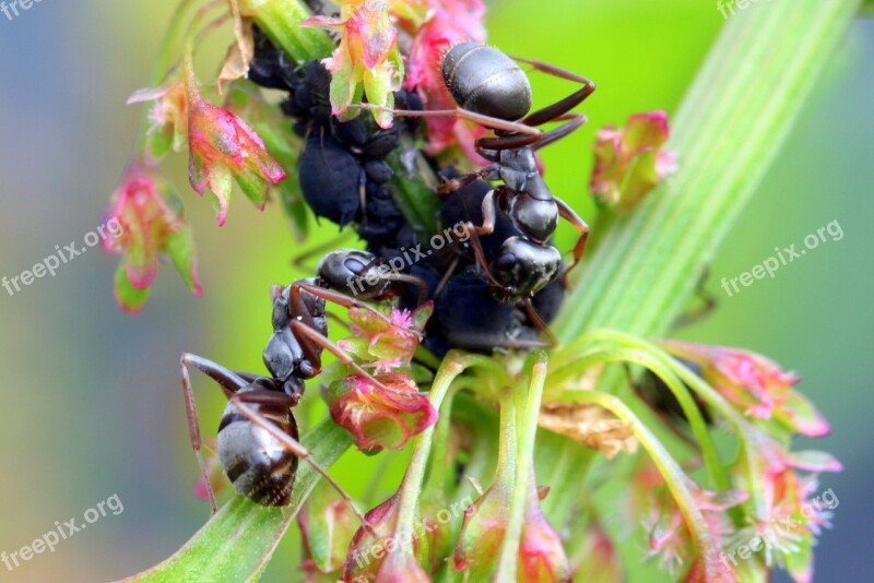 Ants Formicidae Garden Ants Lasius Black Ants