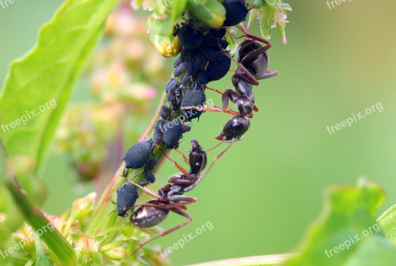 Ants Formicidae Garden Ants Lasius Black Ants