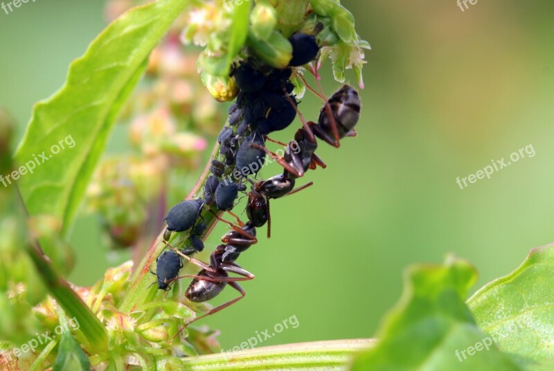 Ants Formicidae Garden Ants Lasius Black Ants