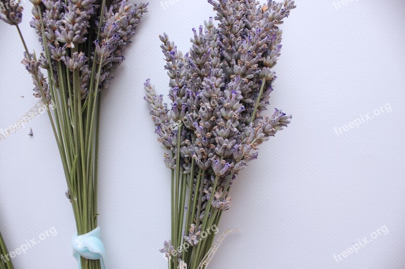 Lavender Plants Herbs Aromatherapy Bloom