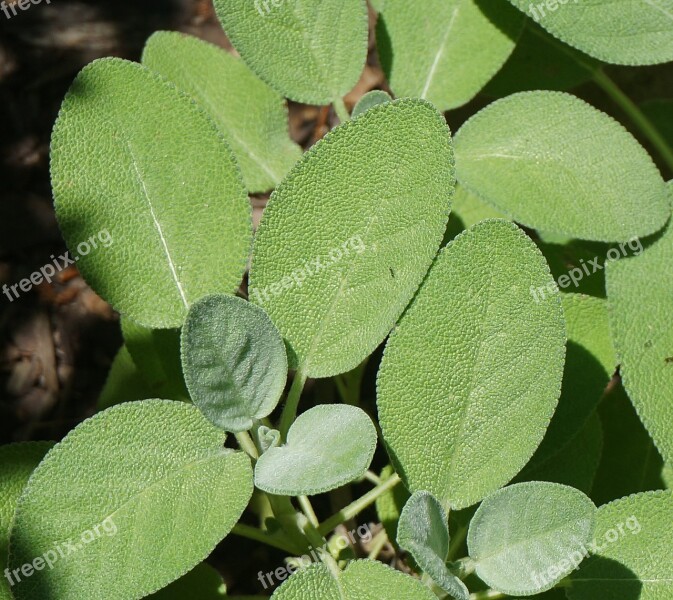 Herb Sage Herb Sage Garden Fragrant