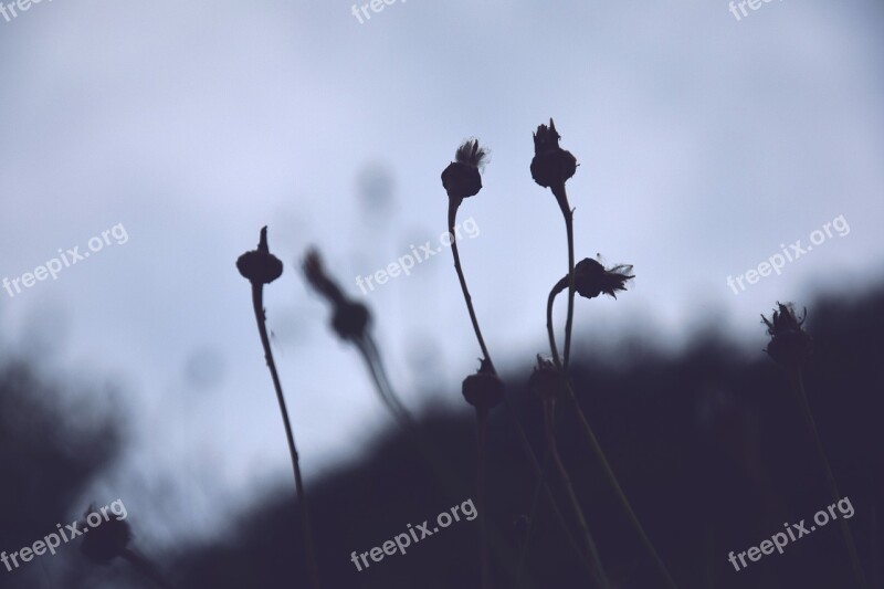 Spring Flowers Dandelion Backlight Contrast