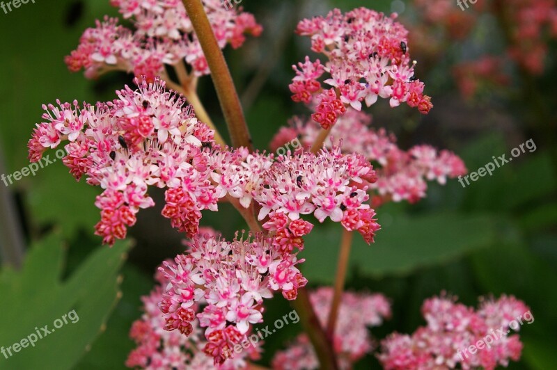 Shield Leaf Pink Pink Flower Blossom Bloom