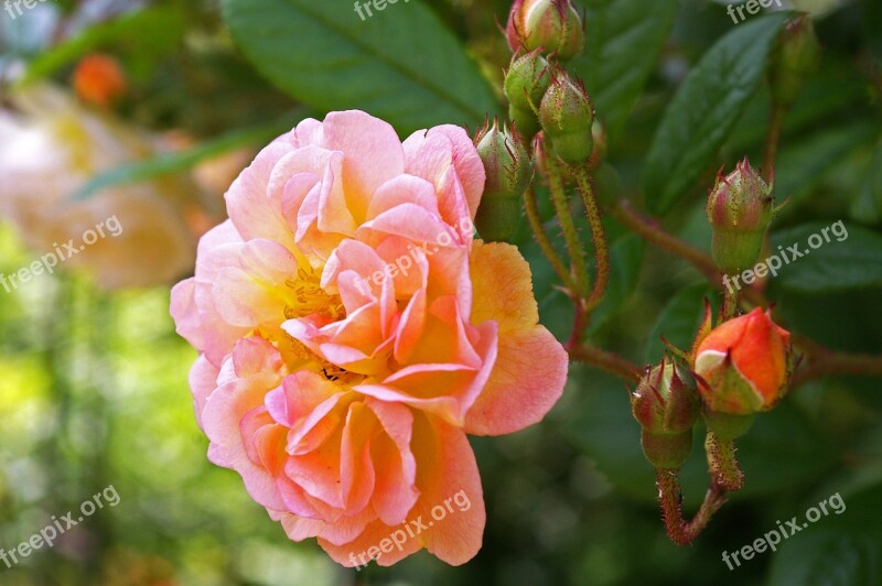 Ghischlaine De Filigonde Rose Rampler Rose Rampler Climbing Rose