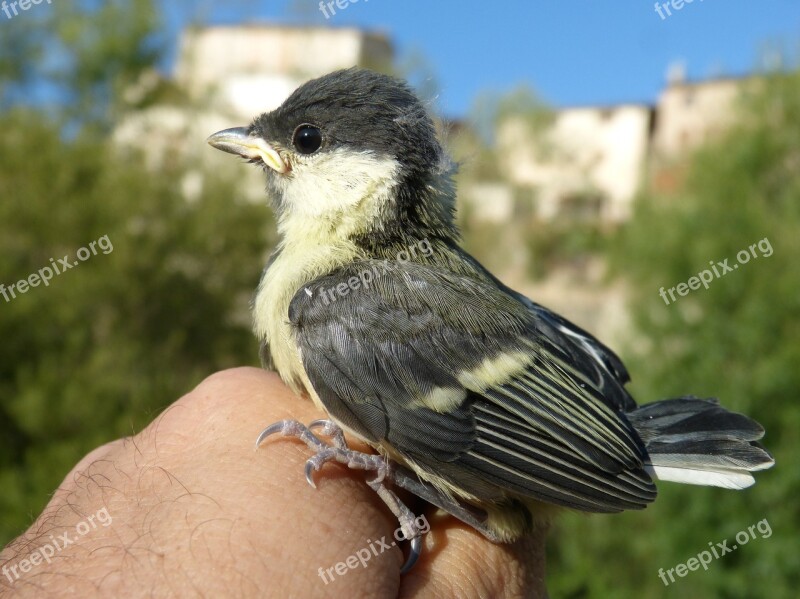 Chick Bird Breeding Down Protect