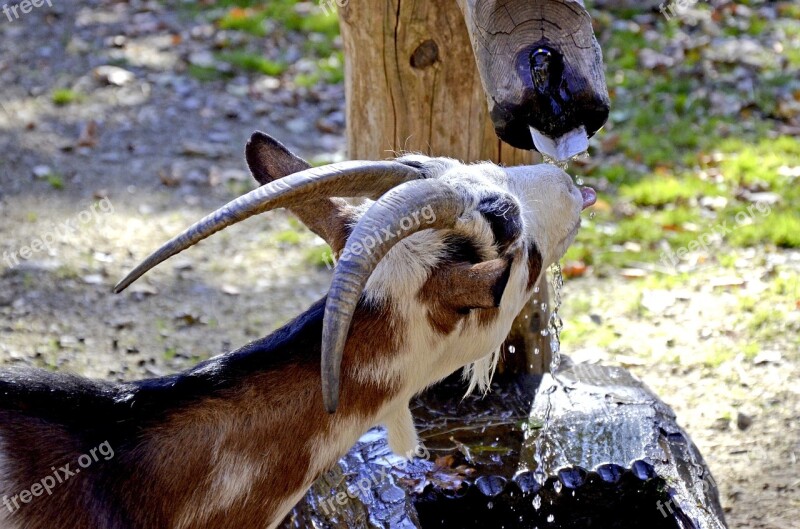 Goats Livestock Farm Horns Billy Goat