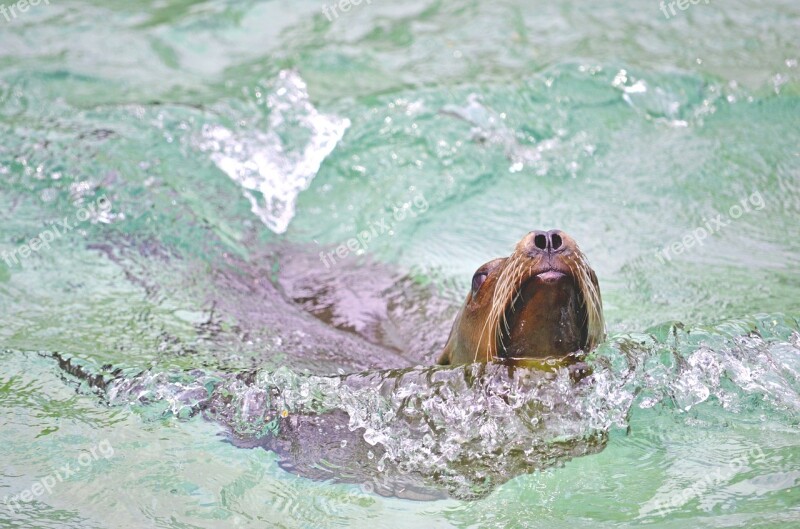 Sea ​​lion Water Swim Play Fish Eater