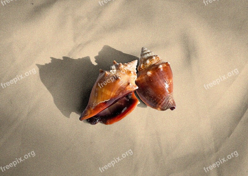 Shells Sea Shells Nature Shell Snail