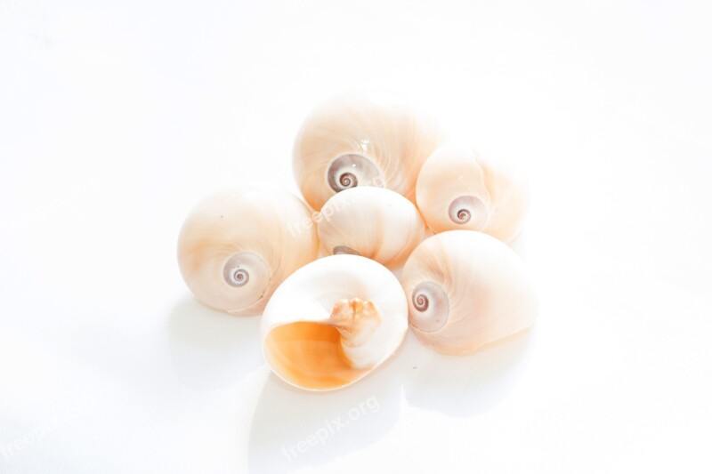 Abstract Background Conches Sea Shells Nature Free Photos