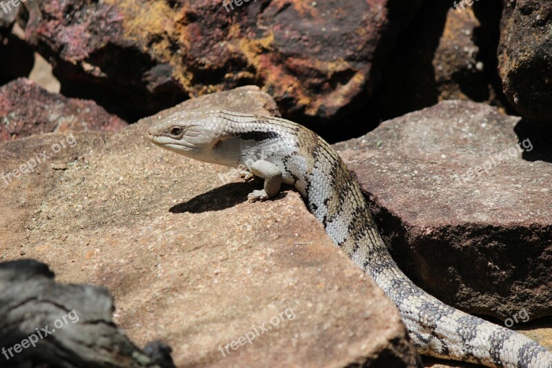 Lizard Bluetongue Australian Fauna Animal