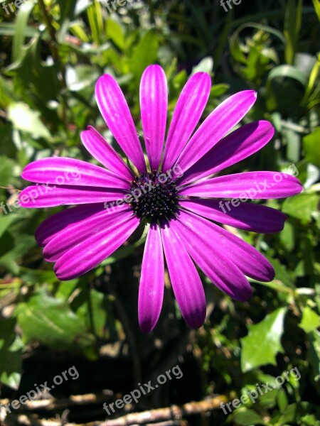 African Daisy Flower Purple Flora Garden