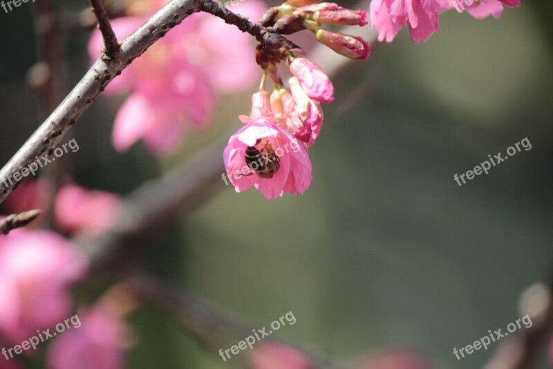 Wild Cherry Petals Hua Xie Bees Gather Nectar Free Photos