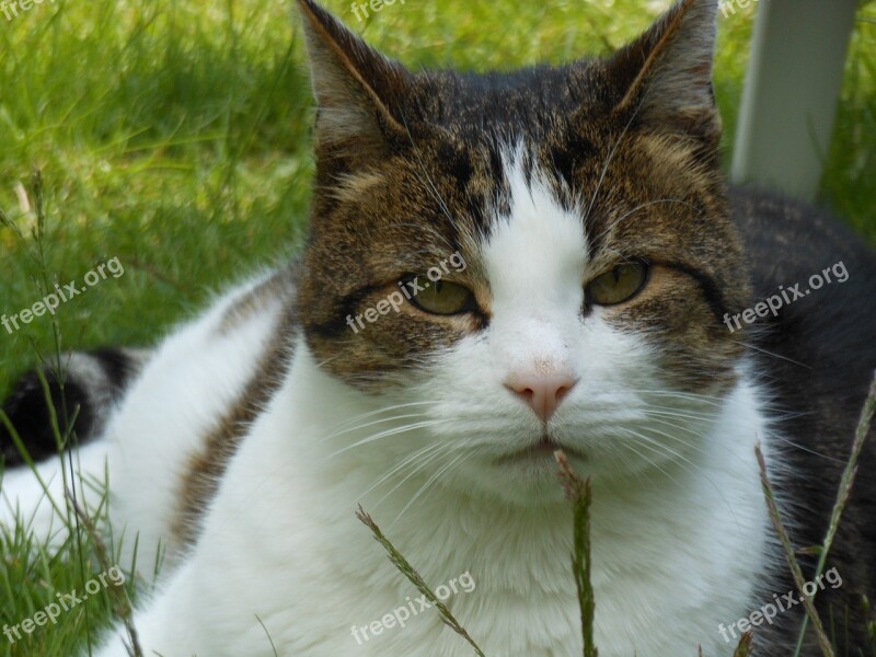 Cat Hangover Cats Feline Cat Face