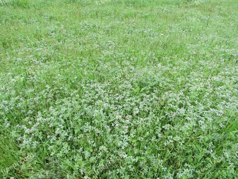 Grass Flowers Field Of Flowers Nature Free Photos