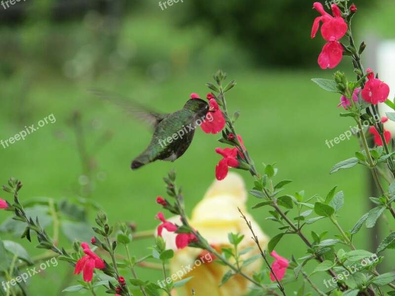 Flowers Bird Hummingbird Nature Hover