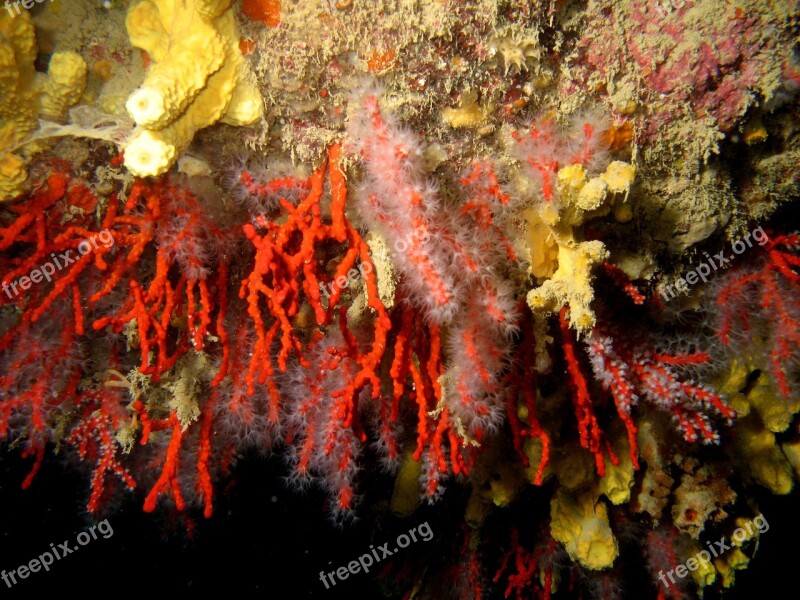 Corals Sea Underwater Depth Water