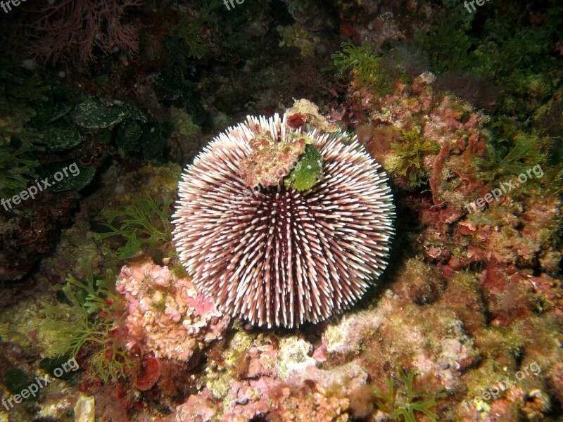 Sea Sea Urchin Water Underwater Free Photos