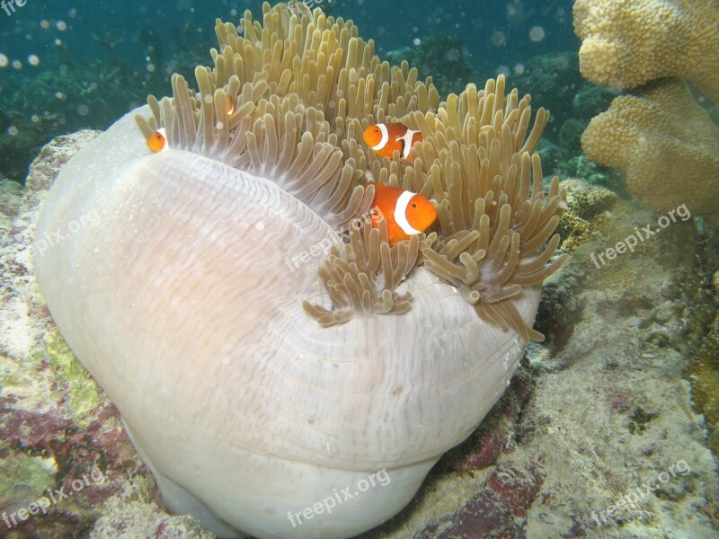 Sea Minnows Sea Anemone Underwater Color