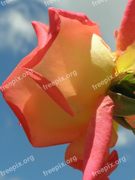 Rosa Sky Petals Color Flowers Nature Free Photos