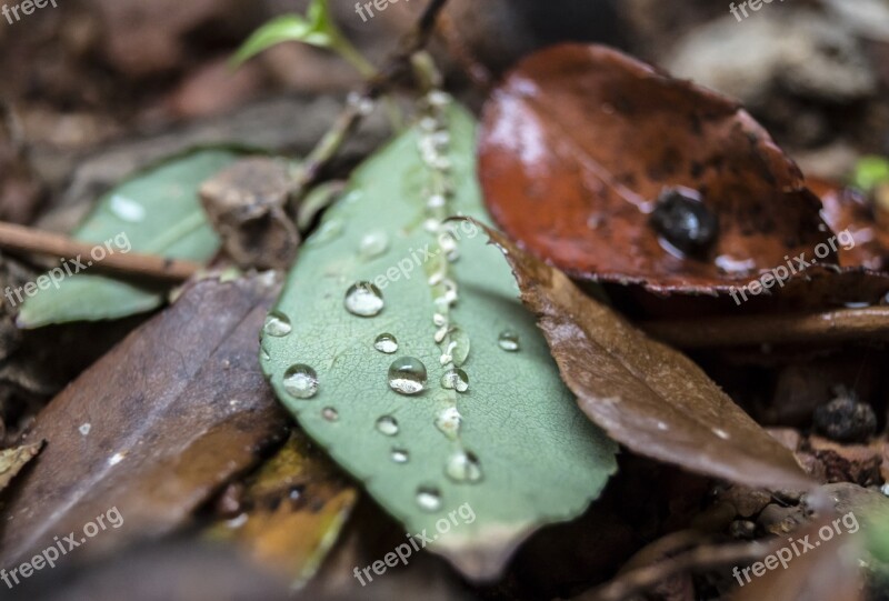 Tree Leaf Water Drop Droplet Smooth