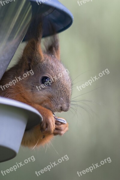 Squirrel Paws Cam Mustache The Eye