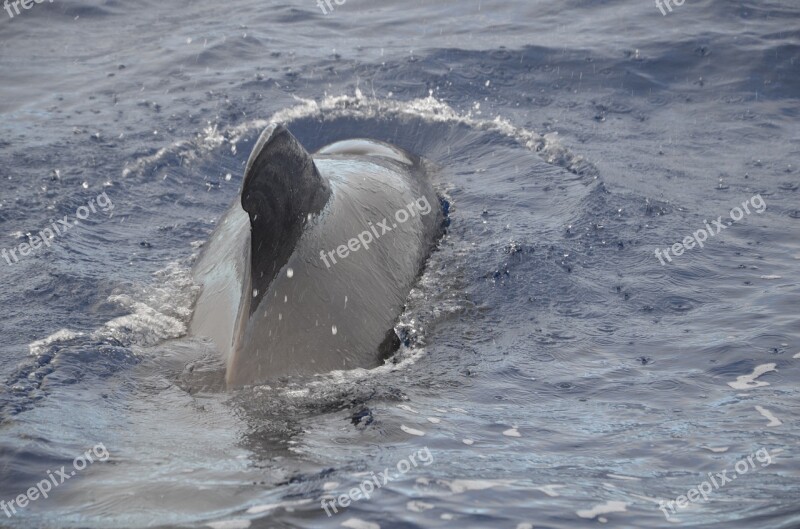 Sea Wal Pilot Whale Marine Mammals Free Photos