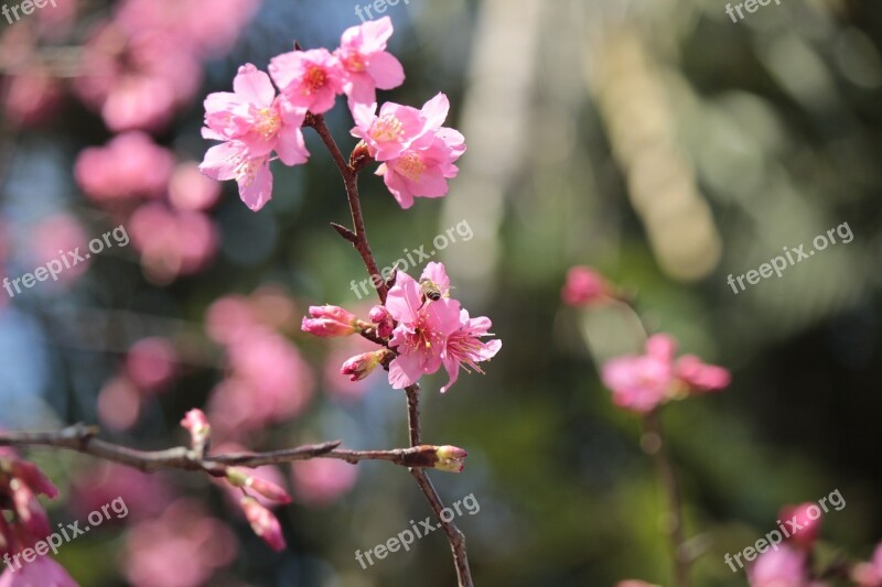 Wild Cherry Petals Hua Xie Bees Gather Nectar Free Photos