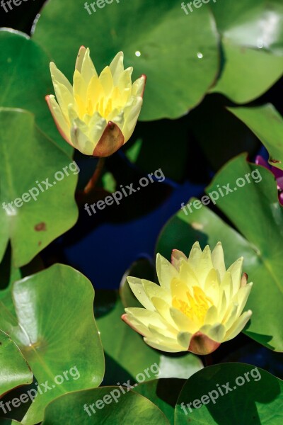 Natural Plant Flowers Water Lily In The Early Summer