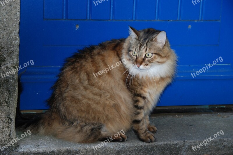 Cat Animal Pet Long-haired Free Photos