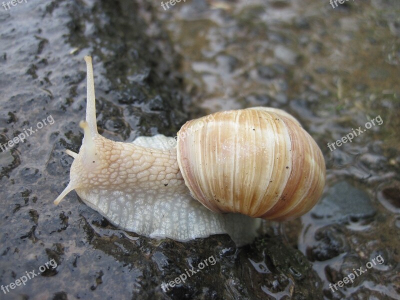 Snail Shell Mollusk Nature Spiral