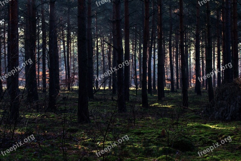 Forest Light Mood Morgenstimmung Light Beam