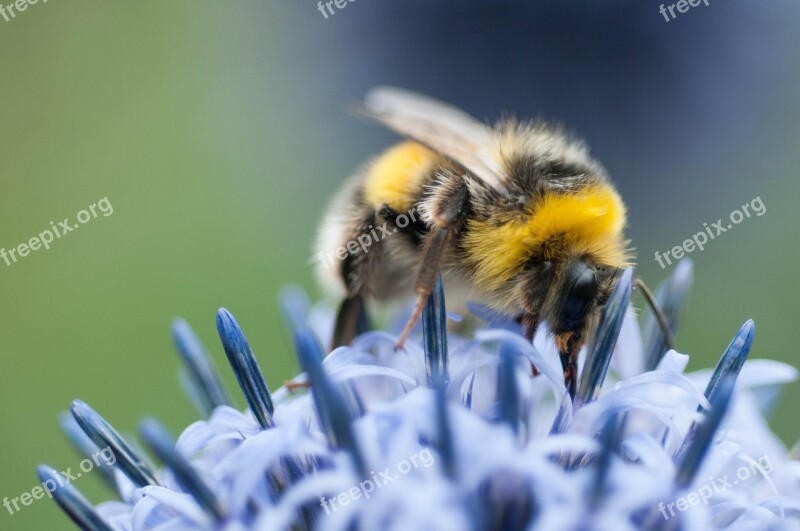 Bee Flower Blue Yellow Nature