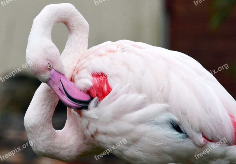 Flamingo Bird Pink Free Photos