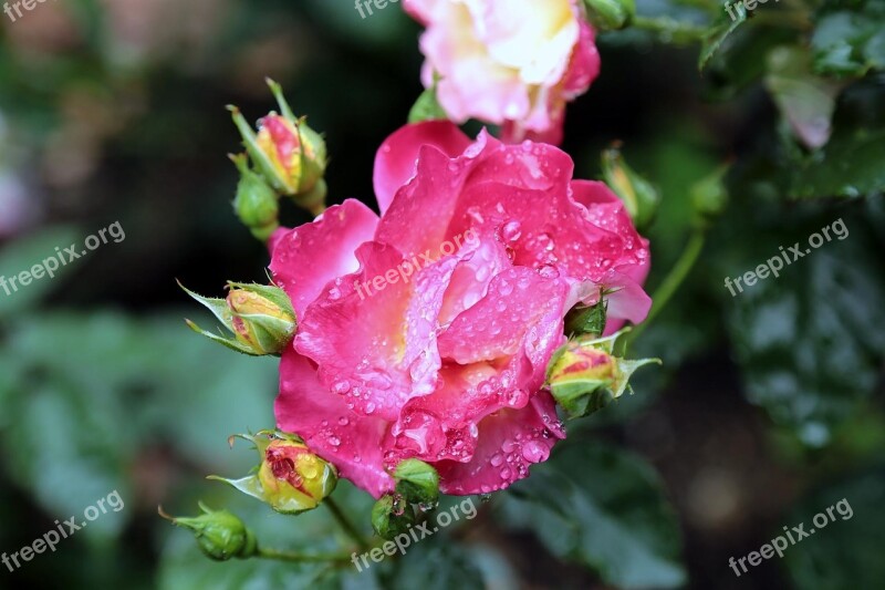 Japan Rose Rose Pink Flowers Flower