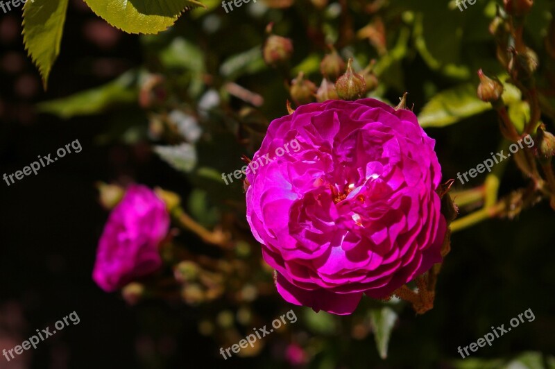 Blue Magenta Rose Ramplerrose Rampler Colorful