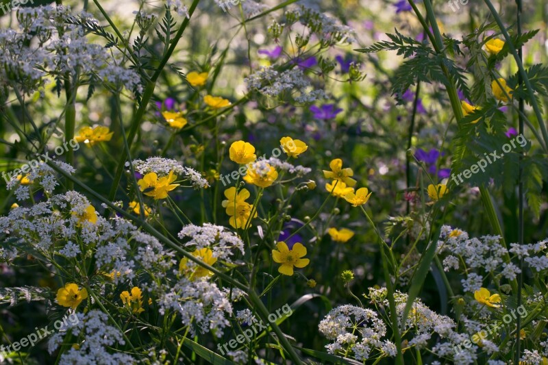 Nature Summer Meadow Flower Buttercup Free Photos