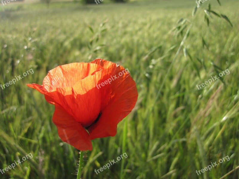 Poppy Red Meadow Field Green