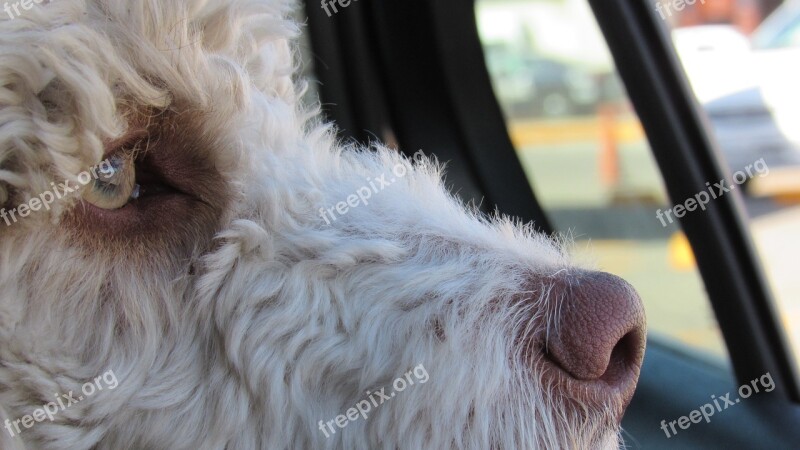 Dog Car Window Dog Face Animal Puppy